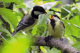 Image result for Kohlmeise vogelhouse