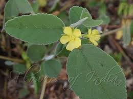 Image result for Melhania acuminata