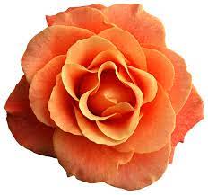Orange Rose Png Clipart Image Orange Roses Flowers Orange Aesthetic