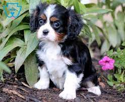 Baxter Cavalier King Charles Spaniel Puppy For Sale Keystone Puppies Spaniel Puppies For Sale King Charles Cavalier Spaniel Puppy Cavalier King Charles Dog