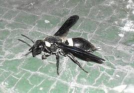 We did not find results for: Large Black Wasp Black Wings White Bands Upstate New York Monobia Quadridens Bugguide Net