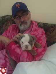 He is a beautiful english bulldog puppy. Purple Lilac Tri English Bulldog Puppy