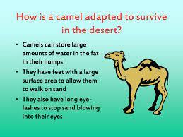 Camels have large, flat feet that are covered by thick, protective pads. Adaptations Ppt Download