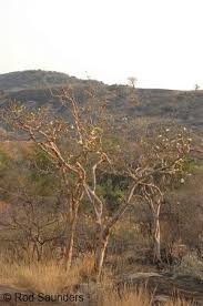 Image result for Albizia tanganyicensis