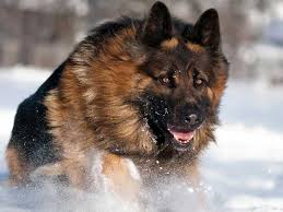 Raising and devoting our time to our long hair german shepherd dogs and puppies is a lot of work, but it is our joy! Long Haired German Shepherds 7 Frequently Asked Questions Allshepherd