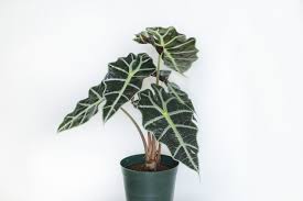 アロカシアの育て方 Lovegreen ラブグリーン