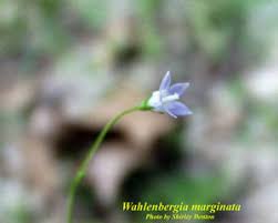 Image result for Wahlenbergia subaphylla