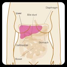 The national health service (nhs) notes that most breast lumps are not cancerous but benign. Secondary Breast Cancer In The Liver