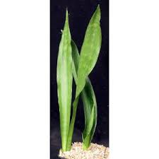 Image result for Sansevieria nilotica