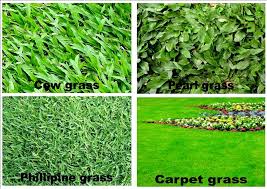 Cara menanam rumput manila rumput jepang merupakan salah satu jenis rumput hias yang sering ditanam di halaman rumah untuk memperindah taman. 4 Teknik Menanam Rumput Cow Grass Untuk Pemula