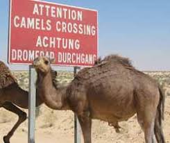 How do camels survive in hot climate? Did You Know This About Camels Myeasyarabic Com