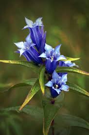 Image result for Gentiana asclepiadea alba