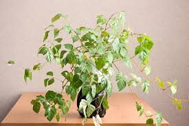 Image result for Cissus crusei