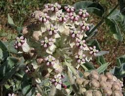 Kotolo Milkweed Asclepias Eriocarpa Milkweed Seeds Asclepias Milkweed Plant