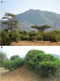 Image result for Cadaba kirkii