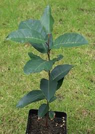 Image result for Prunus africana