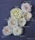 David Austin Patience Rose