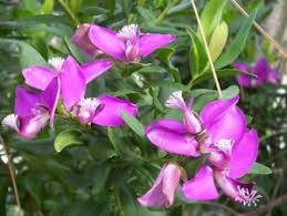Image result for Polygala rivularis
