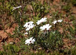 Image result for Callilepis laureola