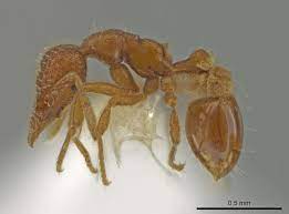 En france métropolitaine on recense plus de. Breve Une Nouvelle Espece De Fourmi Ressort De Terre