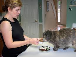 Pregnant cat week by week pictures. Is It True That Pregnant Women Should Avoid Cats Babycenter