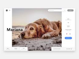 Welcome to ygrr's adoptable dogs page! Retriever Puppies For Adoption Designs Themes Templates And Downloadable Graphic Elements On Dribbble