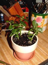 Check spelling or type a new query. Wilting Jade Plant Nancy Dunne Flickr