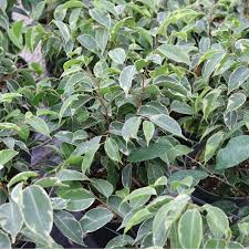 Image result for Ficus variifolia