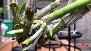 Growing An Orchids Regrow Orchid Roots Fast Orchid Roots Orchid Plant Care Orchids