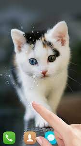 Maybe you would like to learn more about one of these? Unduh 650 Wallpaper Bergerak Kucing Hd Terbaru Minions Funny Images Funny Pictures Minions Funny