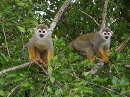 Suriname Brownsberg Nature Park Suriname Animals Native Country
