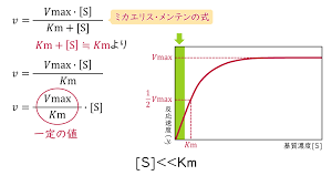 ミカエリス メンテン