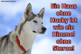 Weitere hundefreundliche pensionen, hotels, ferienwohnungen, ferienhäuser, zeltplätze usw. Husky Zitate Und Spruche Meinhusky De