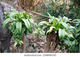 Image result for Dracaenaceae