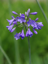 Image result for Agapanthus campanulatus