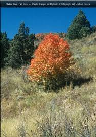 Image result for bigtooth maple