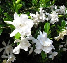We did not find results for: Jual Tanaman Kaca Piring Cape Jasmine Bibitbunga Com