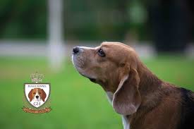 See more ideas about tall cabinet storage, wardrobes, hanging wardrobe. Candy Kennel Beagles