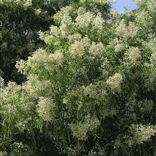 Image result for Sapindus saponaria