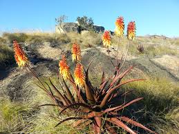 Image result for Aloe cameronii