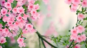 45+ spring scenery wallpaper for desktop on wallpapersafari. Nature Spring Desktop Wallpaper