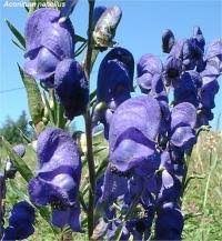 Fiori di malva blu violetto quantità. Ricerca Per Colore