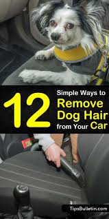 This is a simple process that only involves running, or rolling, the curler over the surface area. 12 Simple Ways To Remove Dog Hair From Your Car
