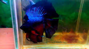 Types of betta fish halfmoon team super blue color. Full Moon Betta Youtube