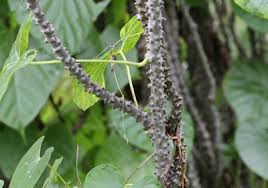 Image result for Tinospora fragosa