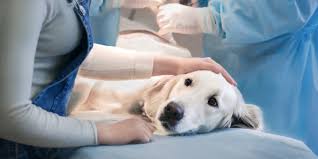 Einen genauen prozentsatz kann ich dir nicht aus dem stehgreif nennen, aber es kann halt vorkommen. Kastration Und Sterilisation Vom Hund Die Vor Und Nachteile