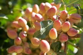 pistachio nut tree ile ilgili görsel sonucu