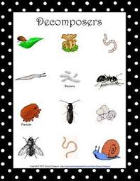 Next Generation Science Standards Ls2 Ecosystems Interactions Energy And Dynamics System Inter Decomposers Lesson Decomposers Activity Responsive Classroom Anagrams that can be created with an extra letter added to decomposers. decomposers lesson
