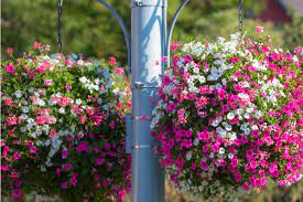 How To Plant Grow Maintain Gorgeous Homemade Hanging Baskets