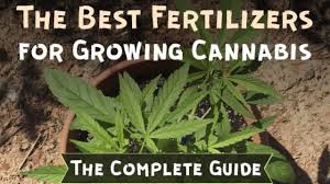 The Best Fertilizers For Growing Cannabis The Complete Guide